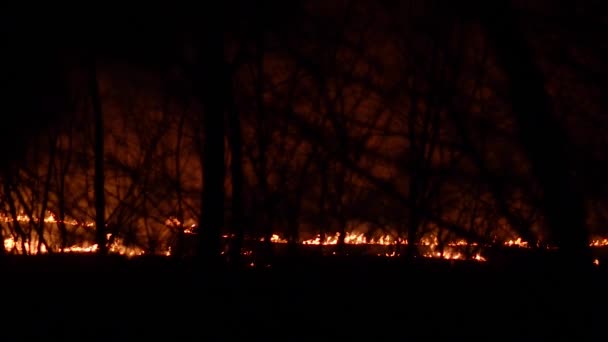 Burning wood and dry grass, fire at night in woods. — Stock Video