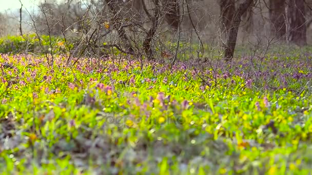 Schöne Blumenfelder im Frühlingswald. Blüten in Waldscilla, Corydalis. Frühling bunte Blumen in voller Blüte im Frühlingspark. — Stockvideo
