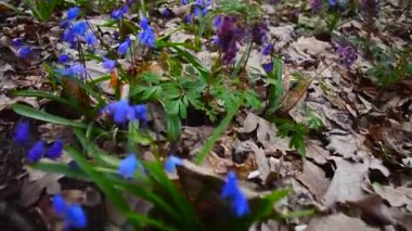 Orman Scilla, Corydalis çiçeklenir. Forest Park baharda çiçek açan renkli çiçekler bahar.