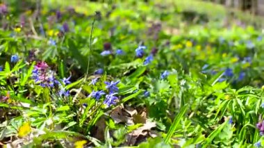 Orman Scilla, Corydalis çiçeklenir. Renkli çiçek glade ormandaki üzerinde baharda çiçeklenme.