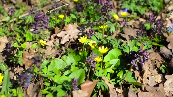 Bijen bestuiven bloemen in het voorjaar van Park — Stockvideo