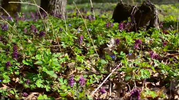 花与五彩缤纷的花朵和树桩的森林中的空地. — 图库视频影像