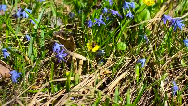La abeja recoge el néctar de la flor amarilla en el prado de flores — Vídeos de Stock