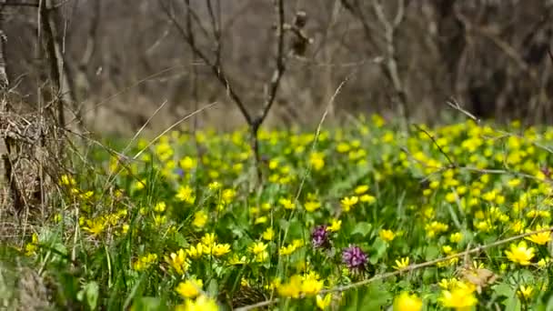 Bela clareira amarelo primavera flores oscilação com vento no parque, na floresta floresceu amarelo Ficaria verna — Vídeo de Stock