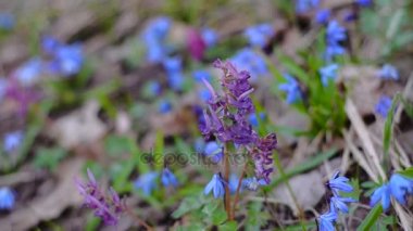 çiçekler çiçek Corydalis, Scilla, renkli bahar çiçekleri ormanda, çiçekler açar bahar Parkı