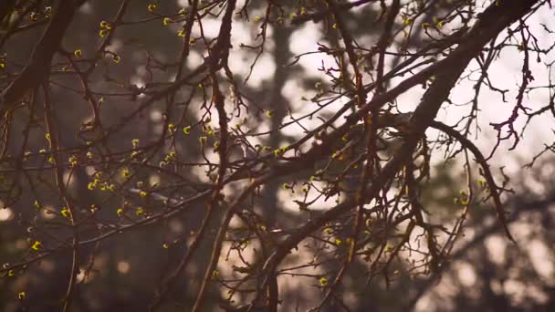 Sadu baharda çiçek açan elma ağacı yaprakları — Stok video