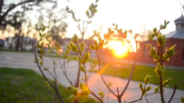 Jeune branche avec premières feuilles vertes au coucher du soleil de printemps, parc de la ville au soleil de printemps 