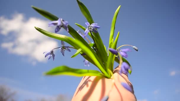 Frühlingsblumen Blauglocken Mann hält in seiner Hand, eine schöne blaue Scilla Blumen in männlicher Hand auf blauem Himmel Hintergrund und Wolken — Stockvideo