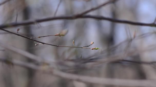 Jovens ramos com folhas verdes, Parque ao sol da primavera — Vídeo de Stock