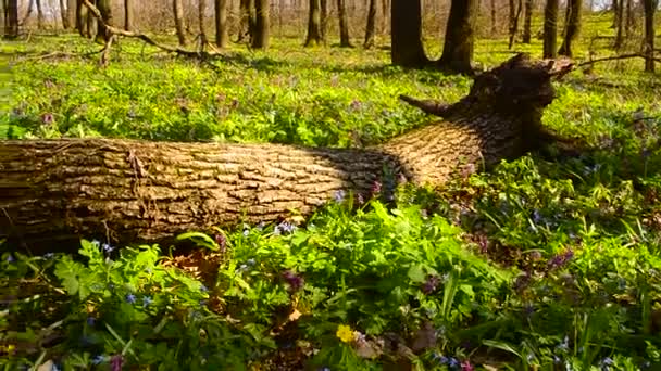 Droog hout liggen in bloemen, kleurrijke bloembollenvelden in Park — Stockvideo