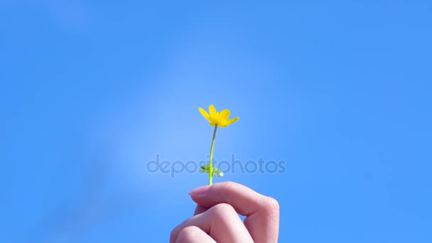 Žlutá květina dívky v ruce na pozadí modré oblohy s mraky. v ruce ženy květinová Ficaria verna — Stock video