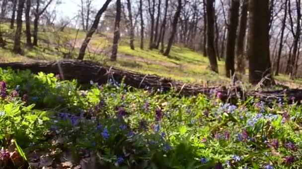 在公园里，躺在鲜花的干燥木材的五彩花卉草坪 — 图库视频影像