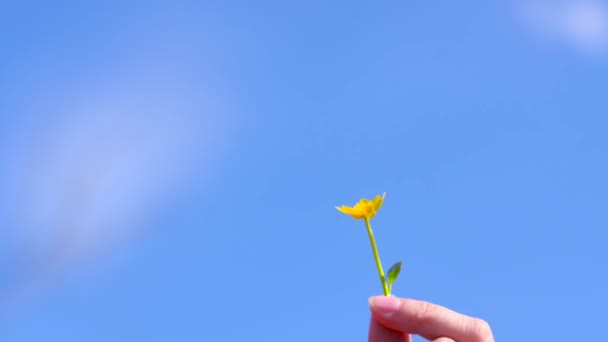 В руках женщины цветок Ficaria. Девушки с желтыми цветами в руке на фоне голубого неба с облаками . — стоковое видео