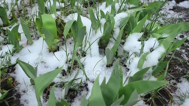 チューリップは春の雪で覆われています。 — ストック動画