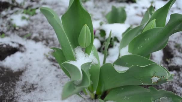 Tulipany, pokryte śniegiem, na wiosnę — Wideo stockowe
