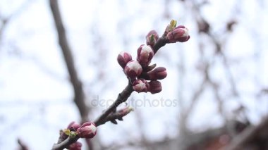 Bahar, mavi gökyüzü, closeup karşı kayısı dalı üzerinde güzel tomurcukları
