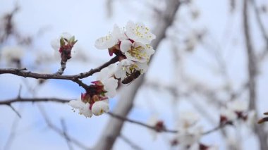 Arı meyve ağacı çiçek closeup pollinates