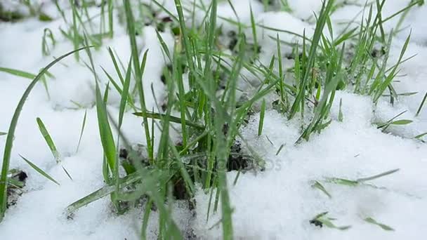 Hierba verde con gotas de agua, césped estaba cubierto de nieve — Vídeos de Stock