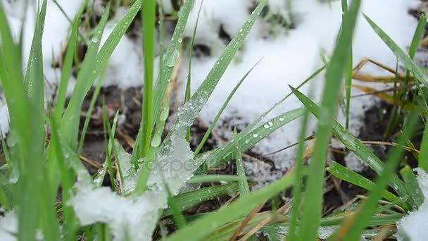 녹색 잔디 물 방울, 잔디밭은 눈으로 덮여 — 비디오