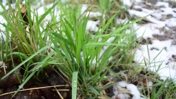 Gramado verde coberto de neve, grama verde com gotas de água, close-up — Vídeo de Stock