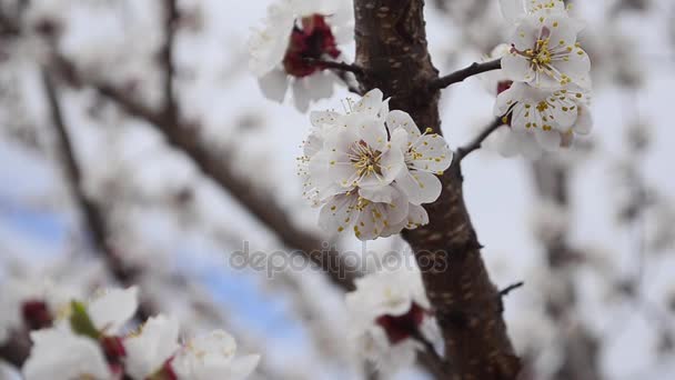 Belas flores no ramo de damasco treme vento no fundo céu azul, close-up — Vídeo de Stock