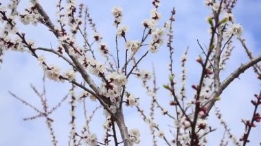 Güzel çiçek kayısı ağacında mavi gökyüzü karşı arılar çiçekli ağaç tozlaşmak.