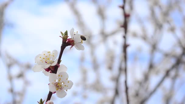 Vackra aprikosträd blommor pollinerande bee, på bakgrund av blå himmel, närbild — Stockvideo