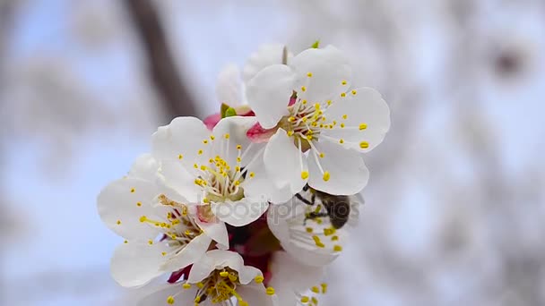 Bee pollinating flowers of fruit tree in garden closeup on background of blue sky — Stock Video