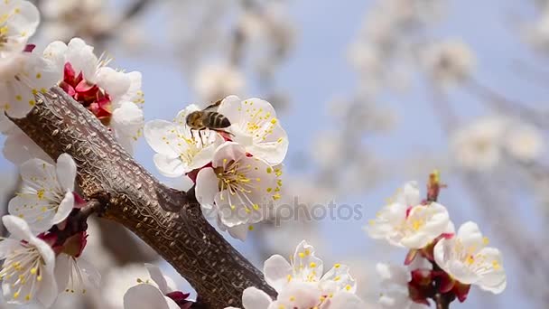 Bee pollinating flowers tree in garden closeup on background of blue sky — Stock Video