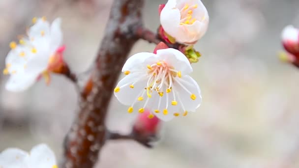 Schöne Blumen auf einem Zweig eines Aprikosenbaumes, vor blauem Himmel, Nahaufnahme — Stockvideo