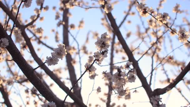 Hermoso árbol de albaricoque en flor contra el cielo azul iluminado por el sol — Vídeos de Stock