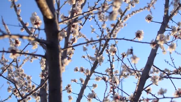 Hermoso árbol de albaricoque en flor contra el cielo azul — Vídeo de stock