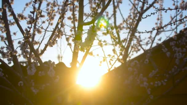 Όμορφη άνθηση βερίκοκο δέντρο στο ηλιοβασίλεμα, κλαδιά των ανθίζοντας δέντρο τινάζει στον αέρα — Αρχείο Βίντεο