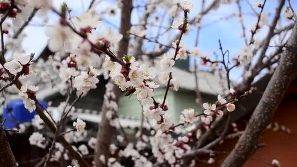 Abelha reúne néctar de flores de um damasco árvore em jarda, close-up — Vídeo de Stock