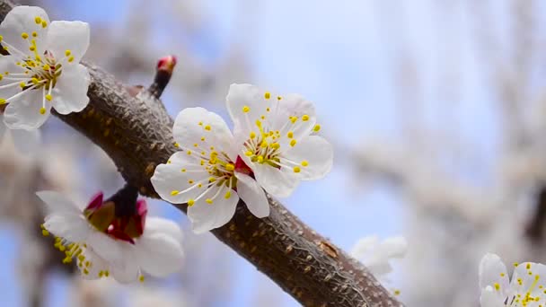 Bei fiori su ramo di un'albicocca, su sfondo di cielo azzurro, primo piano — Video Stock