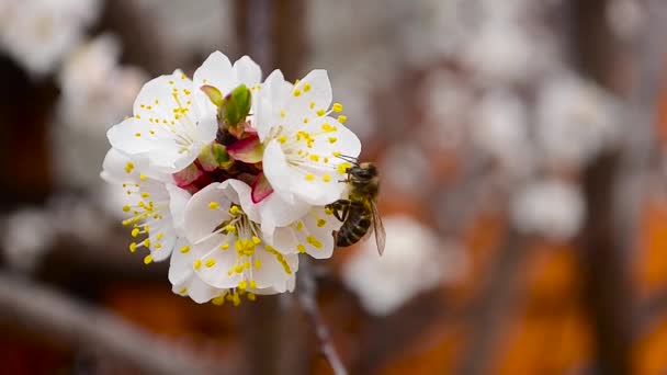 Bee pollinerar vårblommor på gren, biet samlar nektar från blommor av ett aprikosträd, närbild — Stockvideo
