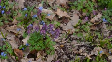 Arı nektarı sarı çiçek çiçek çayır üzerinde toplar