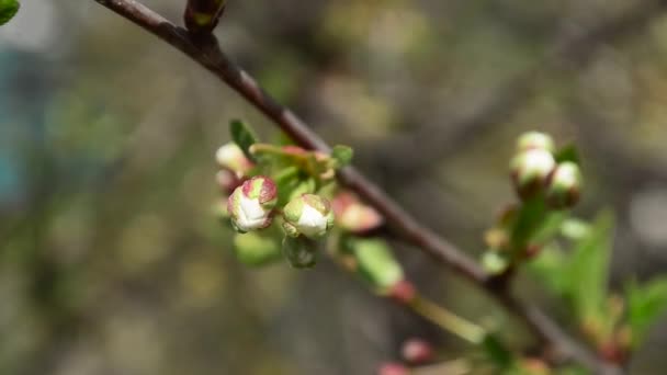 Hermosos brotes en la rama de la cereza en primavera, primer plano — Vídeos de Stock