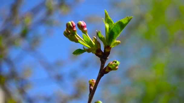 Schöne Knospen auf Kirschzweig im Frühling, gegen blauen Himmel, Nahaufnahme — Stockvideo