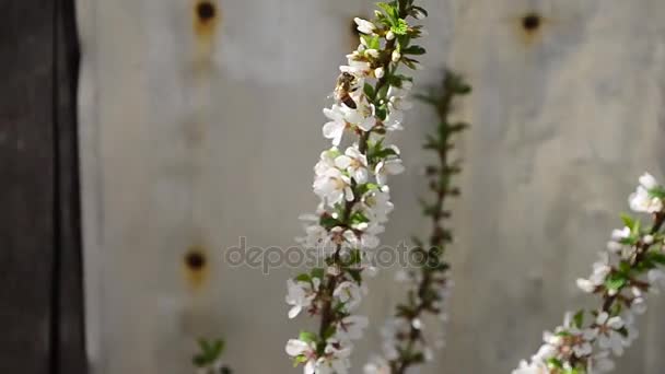 Pszczoły zapylają gałęzi kwitnienia wiśni, piękny kwitnący wiśniowego drzewa w ogrodzie — Wideo stockowe