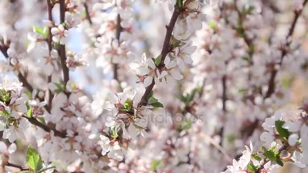 Hermoso cerezo floreciente en el jardín, abejas polinizan el árbol floreciente — Vídeos de Stock