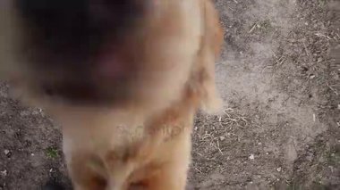 burnunu kamera merceği içine köpek dürttü, meraklı köpek çalış