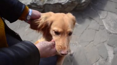 Metresi el okşayarak köpek. Portre. Sahibi evde beslenen hayvan sever.