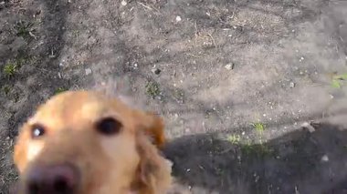 burnunu kamera lensi, adam Stoke köpek, köpek çalış merak içine köpek dürttü