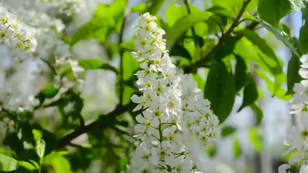 Gros plan sur le printemps de la cerise d'oiseau en fleurs, branches de cerisier d'oiseau blanc secoue dans le vent . — Video