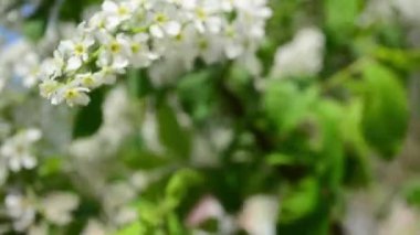 Beyaz kuş kiraz sallar rüzgarda çiçekli kuş kiraz bahar yakın çekim, dalları.