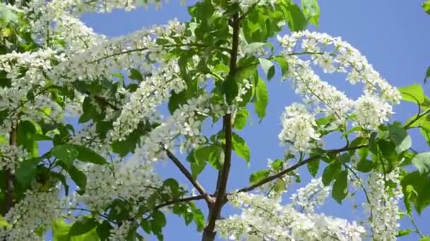 Branch bird cherry shakes in wind. Flowering bird cherry in spring on blue sky background — Stock Video