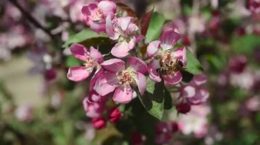 Mavi gökyüzü arka plan yakın çekim kiraz çiçek pollinating arı
