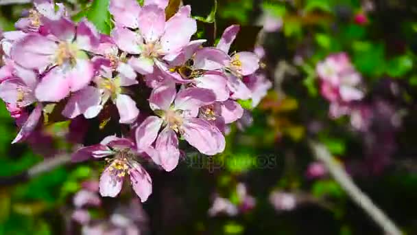 Bienen bestäuben blühenden Apfelbaum im Frühlingsgarten — Stockvideo
