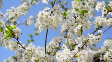 Mavi gökyüzü, kiraz ağacı ağaç bahar bahçe içinde güzel beyaz çiçek çiçeklenme